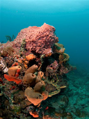 Dive With South Florida Diving Headquarters